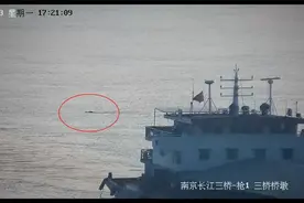 起猛了！看见野猪12分钟横渡长江！这丝滑程度…图片