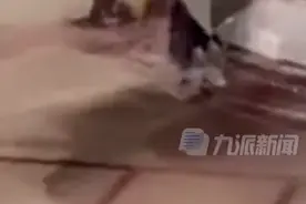 美国一男子打开飞机紧急出口从机翼跳下，被捕后送往医院接受精神状态评估图片