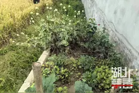 湖北公安 |【禁毒科普】听了重孙女一句话，“倔强”老人主动铲除72株罂粟！图片
