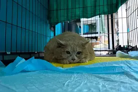 俄罗斯34斤胖猫被送入减肥中心，一周后试图逃跑，结果却令人捧腹图片