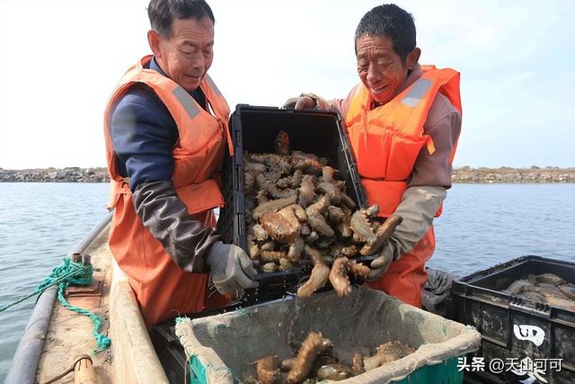 野生海参与养殖海参的五大区别 2026年野生海参与养殖海参的五大区别是