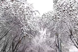 冷！冷！冷！本周二乌鲁木齐低温降至-10℃图片