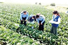 爱心“蔬 ”送 响应本报爱心助农倡议，首批12家企业组团驱车直达凤路村采购图片