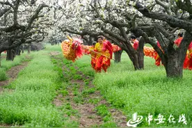 安徽五河：梨花开引客来图片