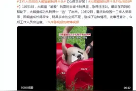 心疼又好笑！大熊猫被玩具卡头，工作人员回应图片