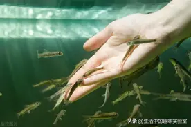 足疗店吃脚皮的小鱼，最后都去了哪里？难道被端上了餐桌？图片
