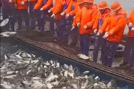 千岛湖蛇年第一捕，收获6万余斤鲢鳙鱼！还有两条金色“鱼王”图片