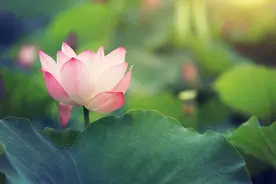 家族的兴盛，子孙的不凡，就看这几点！图片