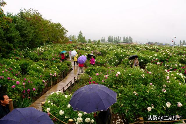 中国紫斑牡丹的故乡临洮曹家坪牡丹进入盛花期