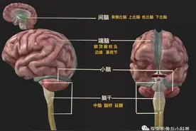 神经定位诊断，解剖＆影像图片