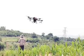 “开着飞机”干农活 植保无人机“大显身手”图片