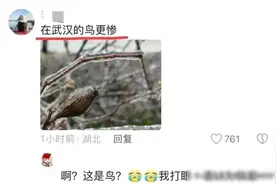 罕见！武汉冻雨后发现鸟被冻住了，冻雨对野生动物的影响有多大？图片