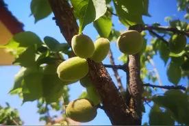 心里有火内热表现,简单改善方法图片
