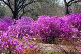 春天花正开 沈阳植物园限定春花展 赏花正当时图片