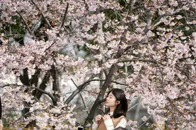 2024上海樱花节首个周末 近10万游客来顾村公园赏樱图片