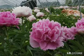 菏泽鲁西新区：双花竞艳，让“花样经济”别样红图片