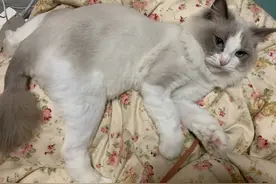 事实证明，剃毛是解决猫咪掉毛的最好方法，而且对猫几乎没有伤害图片