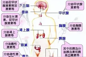 会发胖？会骨质疏松？其实激素并不可怕，这些人可以放心用图片