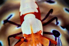 33张诡异生物照：鸟嘴里伸出一条蛇，愤怒水牛顶翻大象宝宝图片