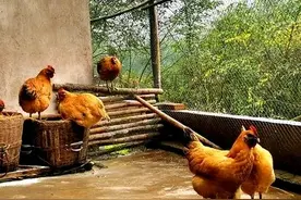 常见抗病能力强的土鸡有哪些？图片