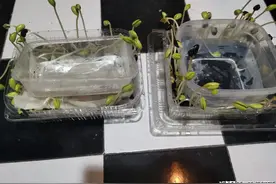 我的断舍离：我攒的这三样破烂，终于“变废为宝”派上大用场了图片