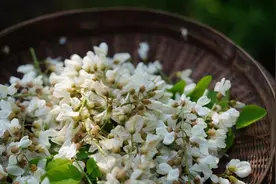 仰望槐花几时开图片
