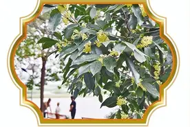 南阳市第一波桂花开啦 一场秋雨一层凉 满城桂花一夜香图片