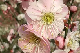 万花丛中，梅花为什么能够当选“花中之魁”？图片