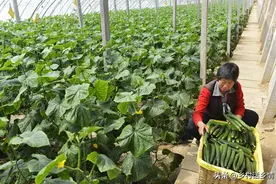 种植黄瓜不要和这些蔬菜靠在一起，不但长不好、病害多，还会减产图片