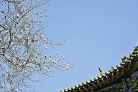 太原各大公园内花蕾悄悄挂满枝头，赏花正当时 为大家整理赏花攻略图片
