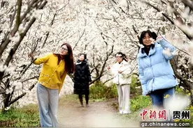 六盘水水城区发耳镇万亩樱桃花开图片