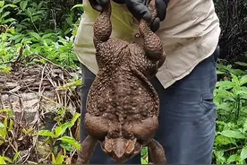 澳洲横行霸道的毒蛤蟆，体重比足球还大，把鳄鱼毒翻还能吃蛇图片