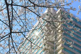 “樱花季”含苞待放，武汉春日席位赶紧预订图片