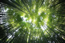 神奇又多能的植物——竹子的世界分布与气候环境图片