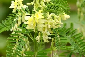 每天认识一个草药—黄芪（Get to know an herb a day - Astragalus）图片