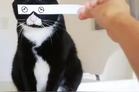 猫界“四大傻”，会气到你崩溃，白送也别养！图片