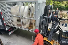 北极熊仔仔又回南京当单身熊了! 回家第一顿饱享牛肉大餐图片