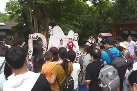 十岁啦！大熊猫“月亮”生日“吃席”名场面来了图片