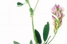 苜蓿，时令菜转身成四季菜图片