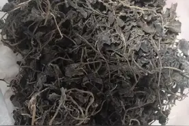 这种野菜晒成干，包包子真香啊！图片