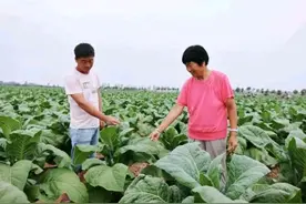 “中华”“熊猫”以及美国著名的“骆驼”香烟主要原料产自许昌。图片