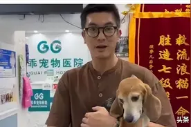 霍思燕深夜捡流浪狗，收养发现耳带编码没有脾脏，疑似出逃实验犬图片