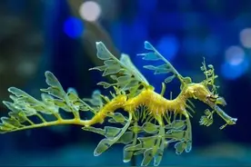 海里过得更滋润？看看那些“投靠”海洋的动物图片
