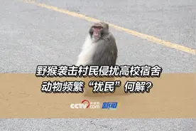 野猴袭击村民侵扰高校宿舍，动物频繁“扰民”何解？图片