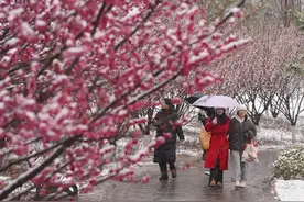 郑州：市民踏雪寻梅图片