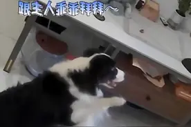 狗狗在家想主人了，按下按键跟主人打视频电话，跟主人无障碍交流！太聪明啦～图片