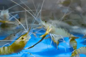 过年买虾，“直虾”和“弯虾”哪个更新鲜？区别很大，弄明白再买图片