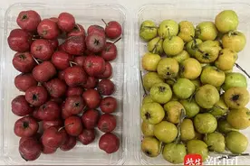 连吃20多颗，小伙胃内形成“大石头”！正大量上市图片