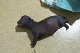 孕妇用心肺复苏救活了早产小狗图片