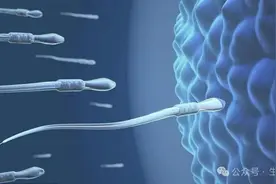 精子畸形率95%医生却说正常，这个数据影响胚胎质量吗？图片